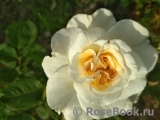 Crocus Rose® 