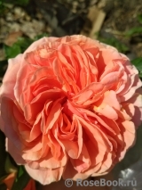 Abraham Darby