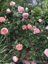 Abraham Darby