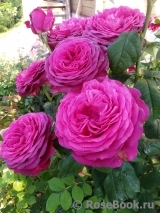 Johann Wolfgang von Goethe Rose®