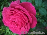 Johann Wolfgang von Goethe Rose®