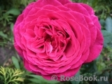 Johann Wolfgang von Goethe Rose®