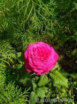 Johann Wolfgang von Goethe Rose®