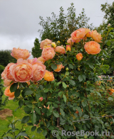 Lady of Shalott 