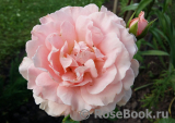 Abraham Darby