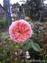 Abraham Darby