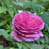 Vitalrose Madame Pompadour