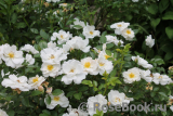 Bees Paradise Rose White