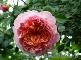 Abraham Darby