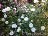 Bees Paradise Rose White