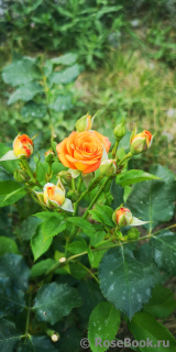 Orange Babyflor 