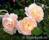 Crocus Rose® 