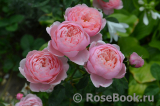 The Alnwick Rose