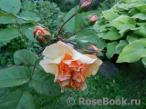 Rose de Gerberoy ®