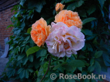 Rose de Gerberoy ®