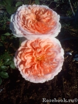 Crown Princess Margareta®