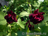 Scarman's Velvet China