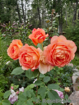 Lady of Shalott 