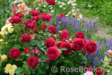 Kordes' Rose Bordeaux ®