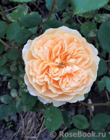 Crown Princess Margareta®