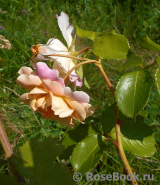 Easlea's Golden Rambler 