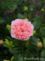 Abraham Darby