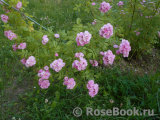 Apple Blossom 