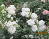 Great North Eastern Rose 