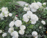 Great North Eastern Rose 