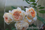 Crown Princess Margareta®