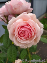 A Shropshire Lad