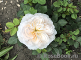 Crocus Rose® 