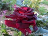 Black Baccara