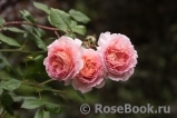 Abraham Darby