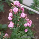 Perennial Rosali ®