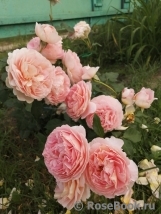 Abraham Darby