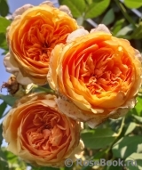 Crown Princess Margareta®