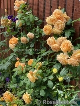 Crown Princess Margareta®