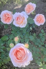 Abraham Darby