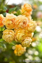 Crown Princess Margareta®