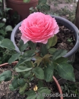 Rose Corona