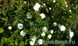 Bees Paradise Rose White