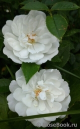 Bees Paradise Rose White