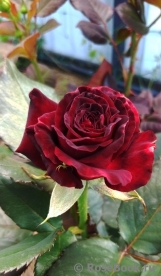 Black Baccara