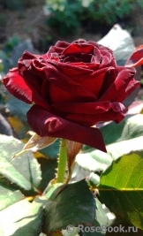 Black Baccara