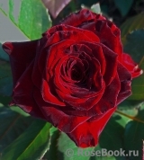 Black Baccara