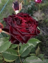 Black Baccara