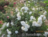 Great North Eastern Rose 