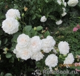 Great North Eastern Rose 