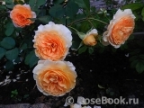 Rose de Gerberoy ®